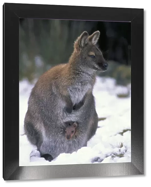Red-necked Wallaby  /  Bennett's Wallaby - Australia - Marsupial - Mother and joey in pouch - In snow - The common large wallaby of the forests of eastern Australia and Tasmania - Males grow up to 888 mm
