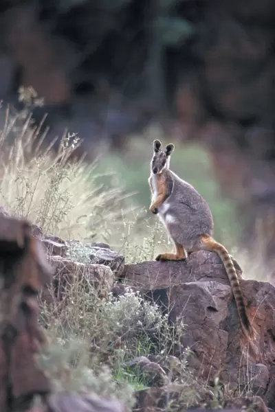 Yellow-footed Rock Wallaby - South Australia - Marsupial - Now common only in the Flinders Ranges-SA - Inhabits dry country in rocky areas - Protected - Populations have declined due to predation by man (for fur)