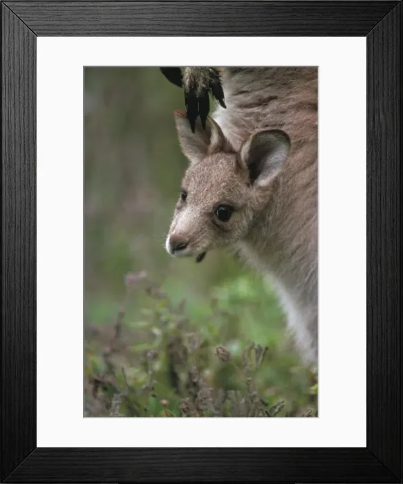 Framed Print : Eastern Grey Kangaroo - Joey in mother's pouch - Young begin to leave the pouch at about 9 months and vacates at about 11 months - Largest kangeroo species - Males may get up to 2302 mm - Harvested for skins Framed Print : Eastern Grey Kangaroo - Joey in mother's pouch - Young begin to leave the pouch at about 9 months and vacates at about 11 months - Largest kangeroo species - Males may get up to 2302 mm - Harvested for skins