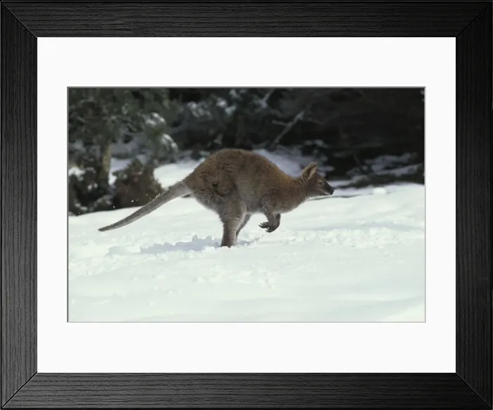 Framed Print : Red-necked Wallaby / Bennett's Wallaby - In snow. Australia - Marsupial - The common large wallaby of the forests of eastern Australia and Tasmania - Males grow up to 888 mm and 23. 7 kg - Essentially a grazing animal Framed Print : Red-necked Wallaby / Bennett's Wallaby - In snow. Australia - Marsupial - The common large wallaby of the forests of eastern Australia and Tasmania - Males grow up to 888 mm and 23. 7 kg - Essentially a grazing animal