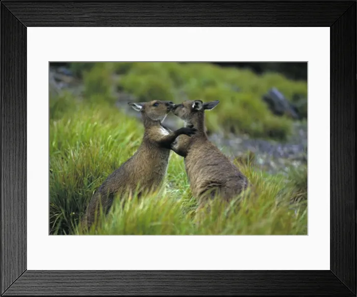 Framed Print : Western Grey Kangaroos - South Australia - males sparring - The common kangaroo in southern Australia - Marsupials - Males grow up to 2225 mm and 53. 5 kg- Very similar in biology to the Eastern Grey Kangaroo - Mixed populations of Eastern Framed Print : Western Grey Kangaroos - South Australia - males sparring - The common kangaroo in southern Australia - Marsupials - Males grow up to 2225 mm and 53. 5 kg- Very similar in biology to the Eastern Grey Kangaroo - Mixed populations of Eastern