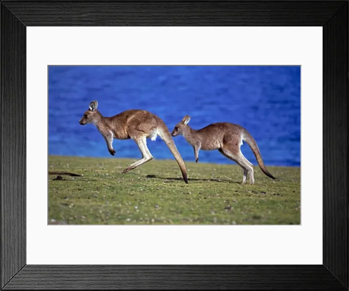 Framed Print : Eastern Grey Kangaroos - Hopping across grassland, Tasmania - Australia - Largest kangeroo species - Males may get up to 2302 mm - Harvested for skins and meat - Native to most of eastern Australia Framed Print : Eastern Grey Kangaroos - Hopping across grassland, Tasmania - Australia - Largest kangeroo species - Males may get up to 2302 mm - Harvested for skins and meat - Native to most of eastern Australia