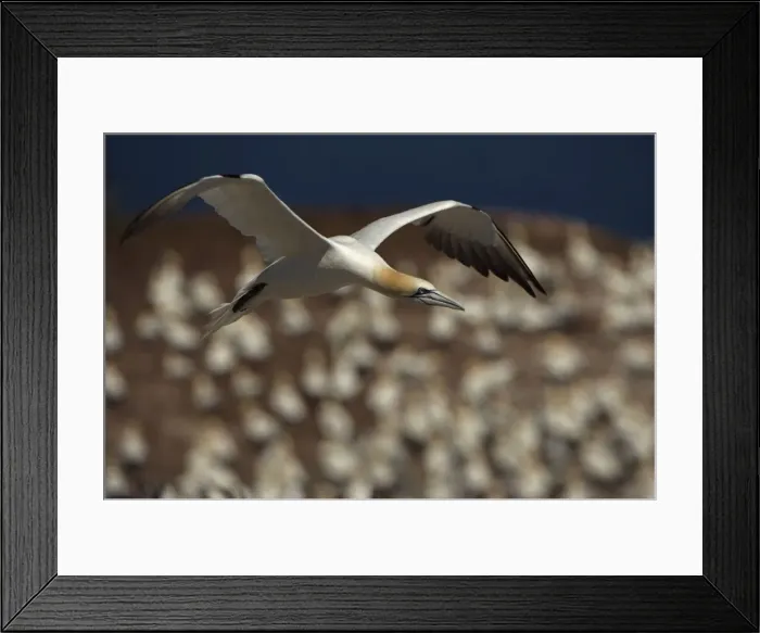 Framed Print : Northern Gannet - In flight - Six foot wingspan - High-diving - Noted for sudden headlong plunges after prey - Found over open ocean often close to shore Framed Print : Northern Gannet - In flight - Six foot wingspan - High-diving - Noted for sudden headlong plunges after prey - Found over open ocean often close to shore