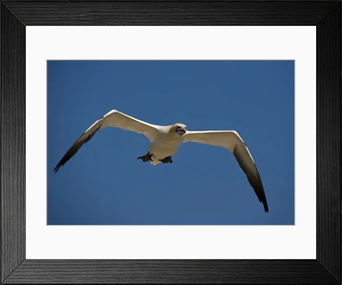 Framed Print : Northern Gannet - In flight - Six foot wingspan - High-diving - Noted for sudden headlong plunges after prey - Found over open ocean often close to shore Framed Print : Northern Gannet - In flight - Six foot wingspan - High-diving - Noted for sudden headlong plunges after prey - Found over open ocean often close to shore