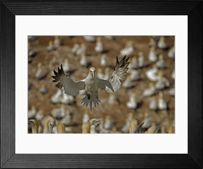 Framed Print : Northern Gannet - In flight with other Gannets in background - Six foot wingspan - High-diving - Noted for sudden headlong plunges after prey - Found over open ocean often close to shore Framed Print : Northern Gannet - In flight with other Gannets in background - Six foot wingspan - High-diving - Noted for sudden headlong plunges after prey - Found over open ocean often close to shore
