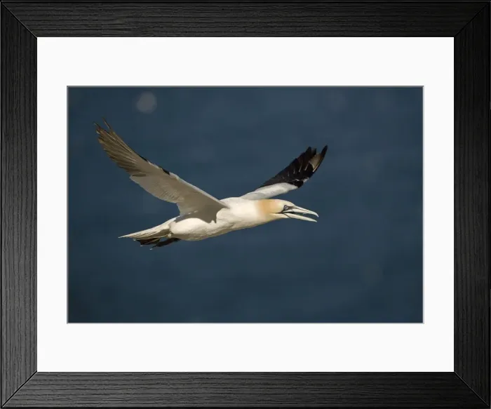 Framed Print : Northern Gannet - In flight - Six foot wingspan - High-diving - Noted for sudden headlong plunges after prey - Found over open ocean often close to shore Framed Print : Northern Gannet - In flight - Six foot wingspan - High-diving - Noted for sudden headlong plunges after prey - Found over open ocean often close to shore