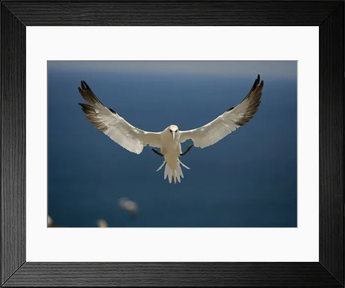 Framed Print : Northern Gannet - In flight - Six foot wingspan - High-diving - Noted for sudden headlong plunges after prey - Found over open ocean often close to shore Framed Print : Northern Gannet - In flight - Six foot wingspan - High-diving - Noted for sudden headlong plunges after prey - Found over open ocean often close to shore
