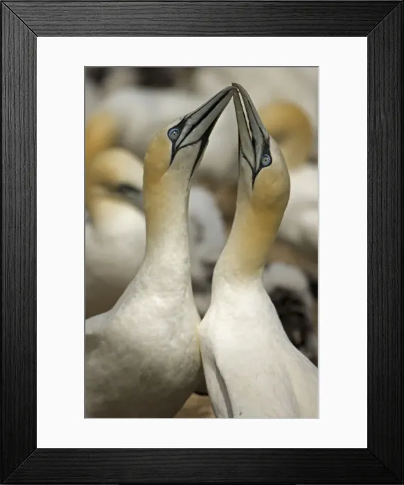 Framed Print : Northern Gannet - Fencing - Pair bonding display performed when couple is reunited - Large white seabird with long black tipped wings and pointed tail - Six foot wingspan - High-diving - Noted for sudden headlong plunges after prey Framed Print : Northern Gannet - Fencing - Pair bonding display performed when couple is reunited - Large white seabird with long black tipped wings and pointed tail - Six foot wingspan - High-diving - Noted for sudden headlong plunges after prey