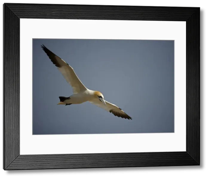 Framed Print : Northern Gannet - In flight - Six foot wingspan - High-diving - Noted for sudden headlong plunges after prey - Found over open ocean often close to shore