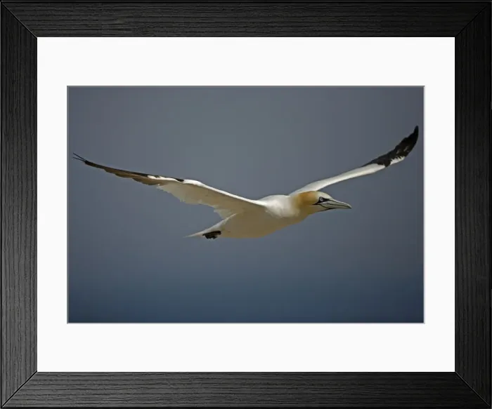 Framed Print : Northern Gannet - In flight - Six foot wingspan - High-diving - Noted for sudden headlong plunges after prey - Found over open ocean often close to shore Framed Print : Northern Gannet - In flight - Six foot wingspan - High-diving - Noted for sudden headlong plunges after prey - Found over open ocean often close to shore