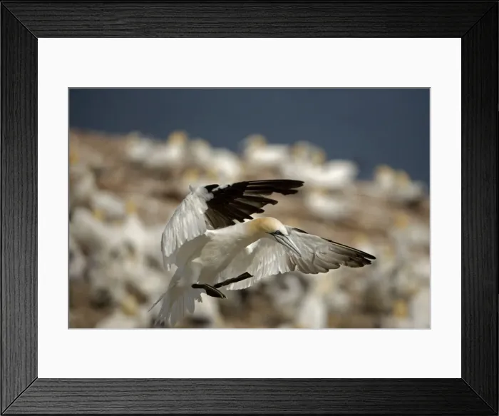 Framed Print : Northern Gannet - In flight - Six foot wingspan - High-diving - Noted for sudden headlong plunges after prey - Found over open ocean often close to shore Framed Print : Northern Gannet - In flight - Six foot wingspan - High-diving - Noted for sudden headlong plunges after prey - Found over open ocean often close to shore