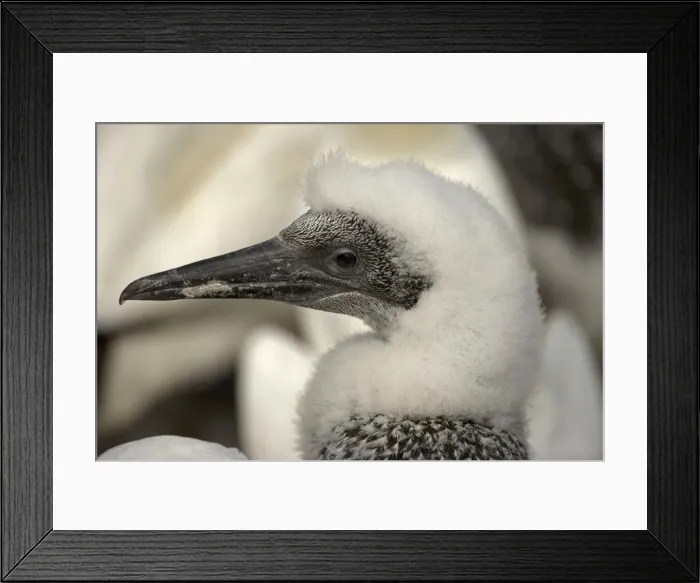Framed Print : Northern Gannet - Close up of head of young gannet - Large white seabird with long black tipped wings and pointed tail - Six foot wingspan - High-diving - Noted for sudden headlong plunges after prey - Feeds on shoaling pelagic Framed Print : Northern Gannet - Close up of head of young gannet - Large white seabird with long black tipped wings and pointed tail - Six foot wingspan - High-diving - Noted for sudden headlong plunges after prey - Feeds on shoaling pelagic