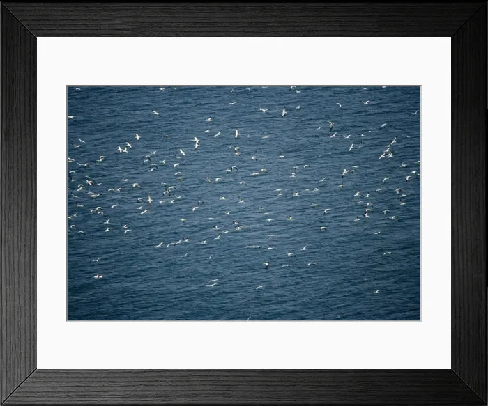 Framed Print : Northern Gannets - In flight over sea - Large white seabird with long black tipped wings and pointed tail - Six foot wingspan - High-diving - Noted for sudden headlong plunges after prey - Feeds on shoaling pelagic fish especially Framed Print : Northern Gannets - In flight over sea - Large white seabird with long black tipped wings and pointed tail - Six foot wingspan - High-diving - Noted for sudden headlong plunges after prey - Feeds on shoaling pelagic fish especially