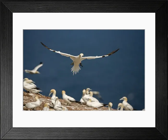 Framed Print : Northern Gannet - In flight coming in to land - Six foot wingspan - High-diving - Noted for sudden headlong plunges after prey - Found over open ocean often close to shore Framed Print : Northern Gannet - In flight coming in to land - Six foot wingspan - High-diving - Noted for sudden headlong plunges after prey - Found over open ocean often close to shore