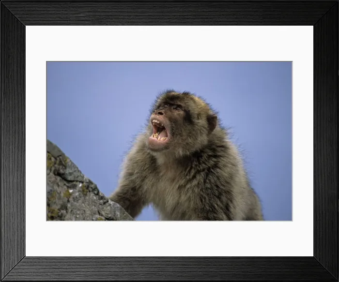 Framed Print : Barbary Macaque - With mouth open - Gibralter - IUCN Vulnerable - Remaining three-quarters live in the Middle Atlas Mountains of Morocco - Others persist in numerous pockets of declining size in northern Morocco Framed Print : Barbary Macaque - With mouth open - Gibralter - IUCN Vulnerable - Remaining three-quarters live in the Middle Atlas Mountains of Morocco - Others persist in numerous pockets of declining size in northern Morocco