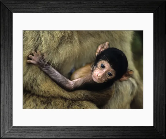 Framed Print : Barbary Macaque - Young in adults arms - Gibralter - IUCN Vulnerable - Remaining three-quarters live in the Middle Atlas Mountains of Morocco - Others persist in numerous pockets of declining size in northern Morocco Framed Print : Barbary Macaque - Young in adults arms - Gibralter - IUCN Vulnerable - Remaining three-quarters live in the Middle Atlas Mountains of Morocco - Others persist in numerous pockets of declining size in northern Morocco