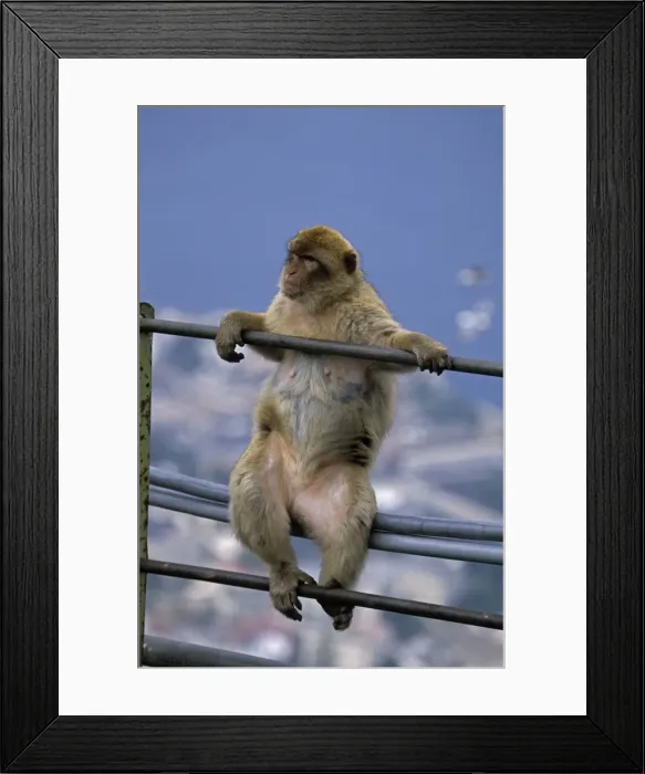 Framed Print : Barbary Macaque - Sitting on railings - Gibralter - IUCN Vulnerable - Remaining three-quarters live in the Middle Atlas Mountains of Morocco - Others persist in numerous pockets of declining size in northern Morocco Framed Print : Barbary Macaque - Sitting on railings - Gibralter - IUCN Vulnerable - Remaining three-quarters live in the Middle Atlas Mountains of Morocco - Others persist in numerous pockets of declining size in northern Morocco