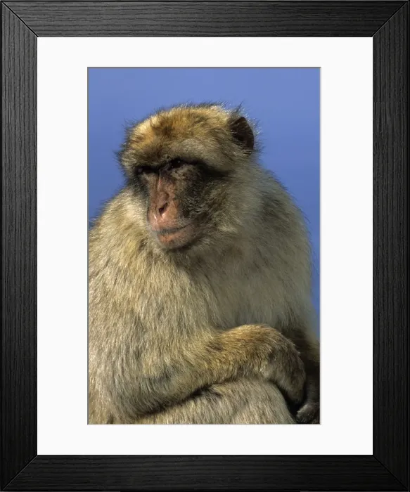 Framed Print : Barbary Macaque - Gibralter - IUCN Vulnerable - Remaining three-quarters live in the Middle Atlas Mountains of Morocco - Others persist in numerous pockets of declining size in northern Morocco and Algeria - Main threat to survival is logging Framed Print : Barbary Macaque - Gibralter - IUCN Vulnerable - Remaining three-quarters live in the Middle Atlas Mountains of Morocco - Others persist in numerous pockets of declining size in northern Morocco and Algeria - Main threat to survival is logging