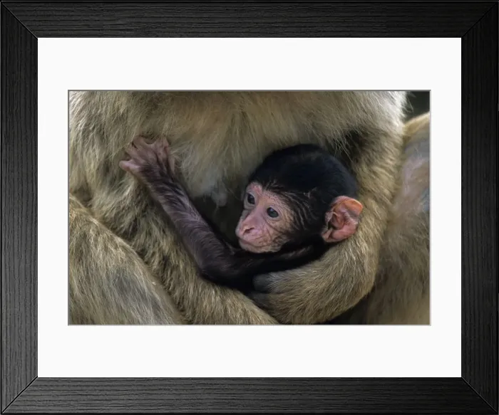 Framed Print : Barbary Macaque - Young in arms of adult - Gibralter - IUCN Vulnerable - Remaining three-quarters live in the Middle Atlas Mountains of Morocco - Others persist in numerous pockets of declining size in northern Morocco Framed Print : Barbary Macaque - Young in arms of adult - Gibralter - IUCN Vulnerable - Remaining three-quarters live in the Middle Atlas Mountains of Morocco - Others persist in numerous pockets of declining size in northern Morocco