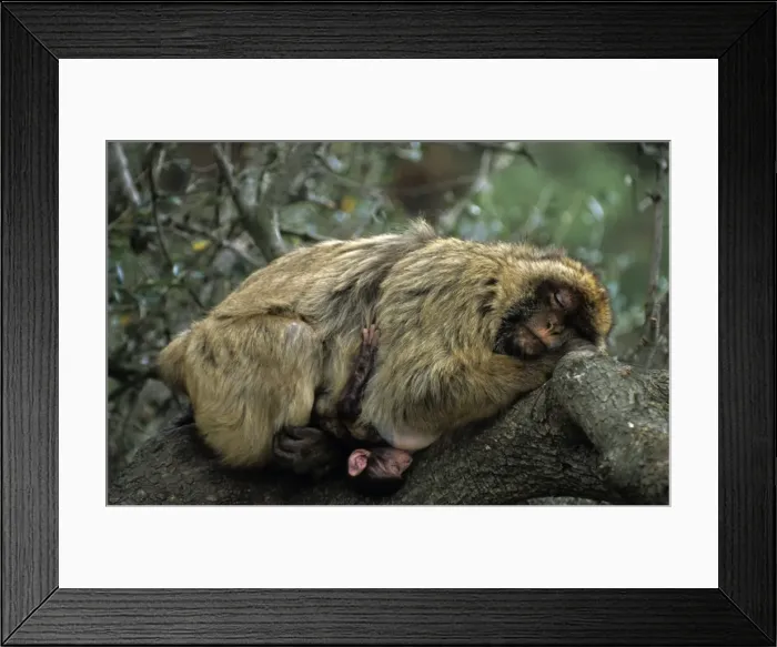 Framed Print : Barbary Macaque - Adult asleep on log with young - Gibralter - IUCN Vulnerable - Remaining three-quarters live in the Middle Atlas Mountains of Morocco - Others persist in numerous pockets of declining size in northern Morocco Framed Print : Barbary Macaque - Adult asleep on log with young - Gibralter - IUCN Vulnerable - Remaining three-quarters live in the Middle Atlas Mountains of Morocco - Others persist in numerous pockets of declining size in northern Morocco