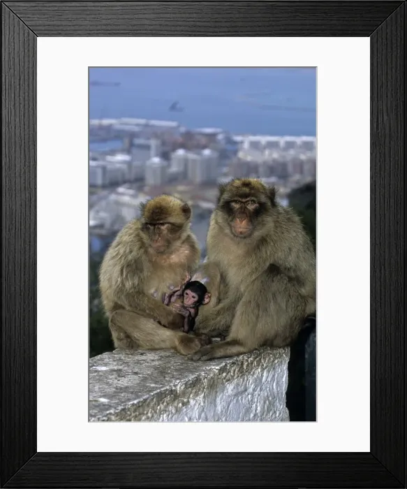 Framed Print : Barbary Macaque - Parents with young and town in background. Gibralter - IUCN Vulnerable - Remaining three-quarters live in the Middle Atlas Mountains of Morocco - Others persist in numerous pockets of declining size in northern Morocco Framed Print : Barbary Macaque - Parents with young and town in background. Gibralter - IUCN Vulnerable - Remaining three-quarters live in the Middle Atlas Mountains of Morocco - Others persist in numerous pockets of declining size in northern Morocco