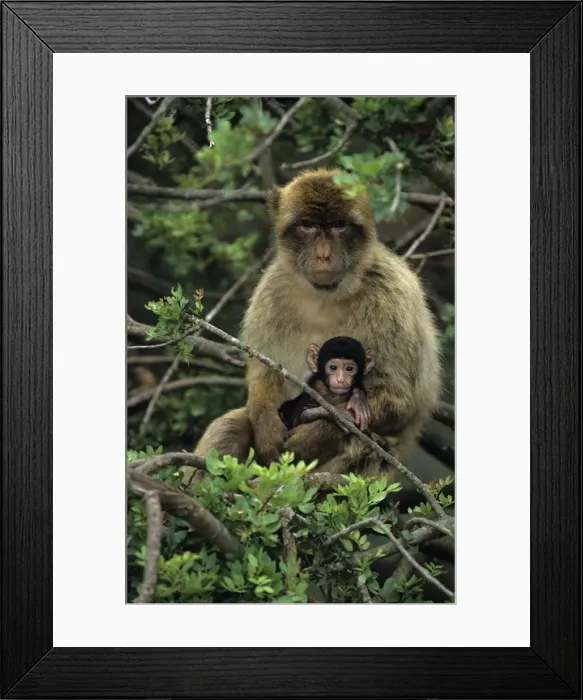 Framed Print : Barbary Macaque - Adult with young in tree - Gibralter - IUCN Vulnerable - Remaining three-quarters live in the Middle Atlas Mountains of Morocco - Others persist in numerous pockets of declining size in northern Morocco