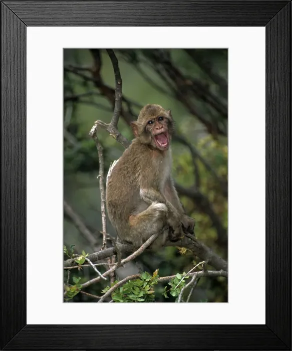 Framed Print : Barbary Macaque - Sitting in tree with mouth open - Gibralter - IUCN Vulnerable - Remaining three-quarters live in the Middle Atlas Mountains of Morocco - Others persist in numerous pockets of declining size in northern Morocco Framed Print : Barbary Macaque - Sitting in tree with mouth open - Gibralter - IUCN Vulnerable - Remaining three-quarters live in the Middle Atlas Mountains of Morocco - Others persist in numerous pockets of declining size in northern Morocco