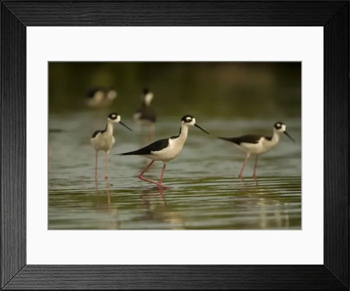 Framed Print : Black-necked Stilt - In water. Arizona, USA - Habitat is grassy marshes, mudflats, pools and shallow lakes -Range from western and southeastern U. S. to Argentina - Eats insects-crustaceans and other aquatic life Framed Print : Black-necked Stilt - In water. Arizona, USA - Habitat is grassy marshes, mudflats, pools and shallow lakes -Range from western and southeastern U. S. to Argentina - Eats insects-crustaceans and other aquatic life
