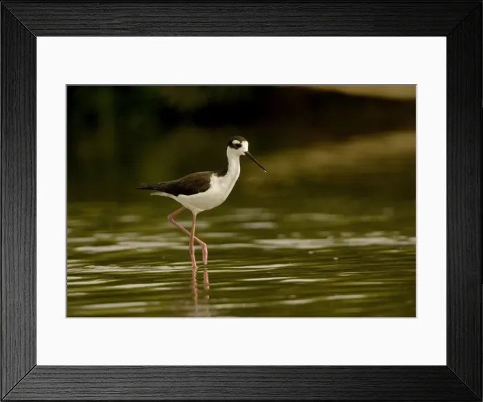 Framed Print : Black-necked Stilt - In water. Arizona USA - Habitat is grassy marshes mudflats pools and shallow lakes -Range from western and southeastern U. S. to Argentina - Eats insects-crustaceans and other aquatic life Framed Print : Black-necked Stilt - In water. Arizona USA - Habitat is grassy marshes mudflats pools and shallow lakes -Range from western and southeastern U. S. to Argentina - Eats insects-crustaceans and other aquatic life