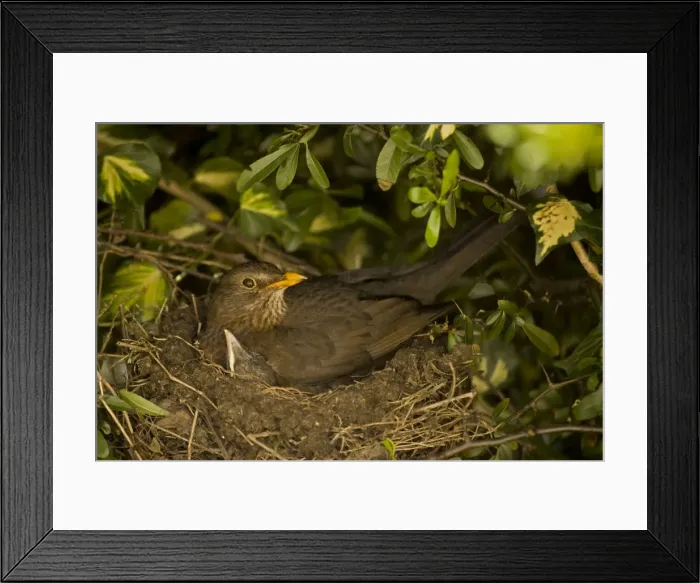 Framed Print : Blackbird - Female on nest with nestlings, UK Framed Print : Blackbird - Female on nest with nestlings, UK