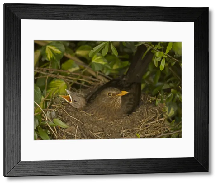 Framed Print : Blackbird - Female on nest with nestlings, UK Framed Print : Blackbird - Female on nest with nestlings, UK