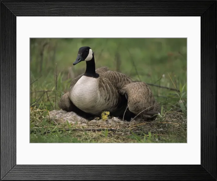 Framed Print : Canada Goose on nest with young - New York, USA - The most widespread goose in North America - Range is Alaska-Canada and northern U. S. - Winters in Mexico - Habitat is lakes-ponds-bays-marshes and fields - Eats grasses-seeds Framed Print : Canada Goose on nest with young - New York, USA - The most widespread goose in North America - Range is Alaska-Canada and northern U. S. - Winters in Mexico - Habitat is lakes-ponds-bays-marshes and fields - Eats grasses-seeds