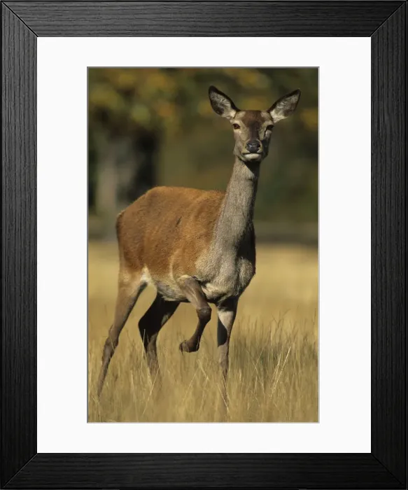 Framed Print : Red Deer - Female, UK Framed Print : Red Deer - Female, UK
