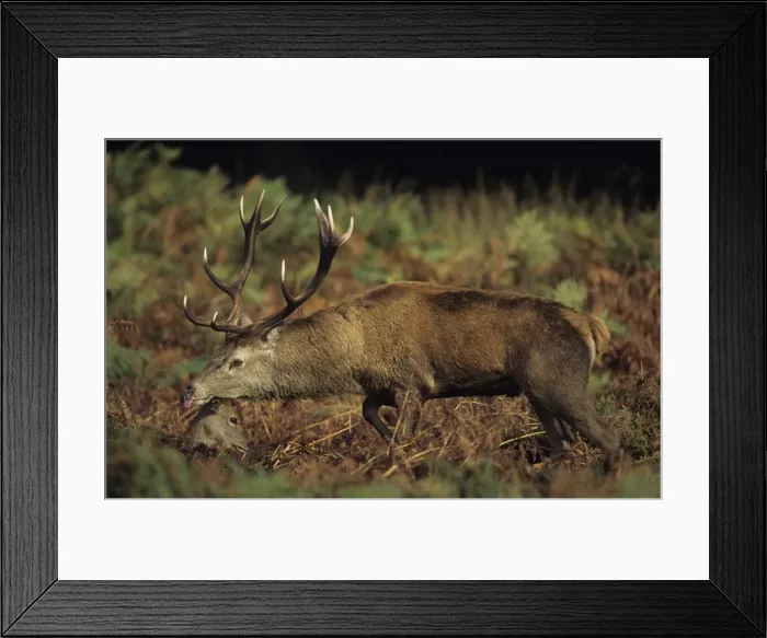 Framed Print : Red Deer - Stag tongue out, UK Framed Print : Red Deer - Stag tongue out, UK