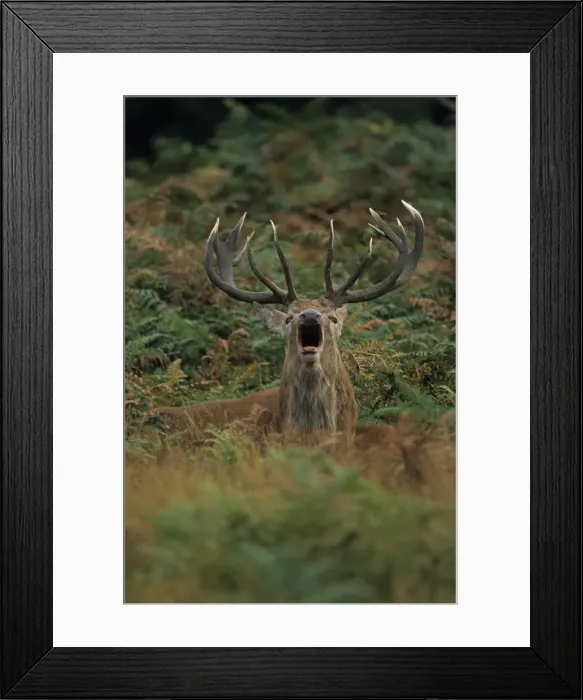 Framed Print : Red Deer - Stag rutting, UK Framed Print : Red Deer - Stag rutting, UK