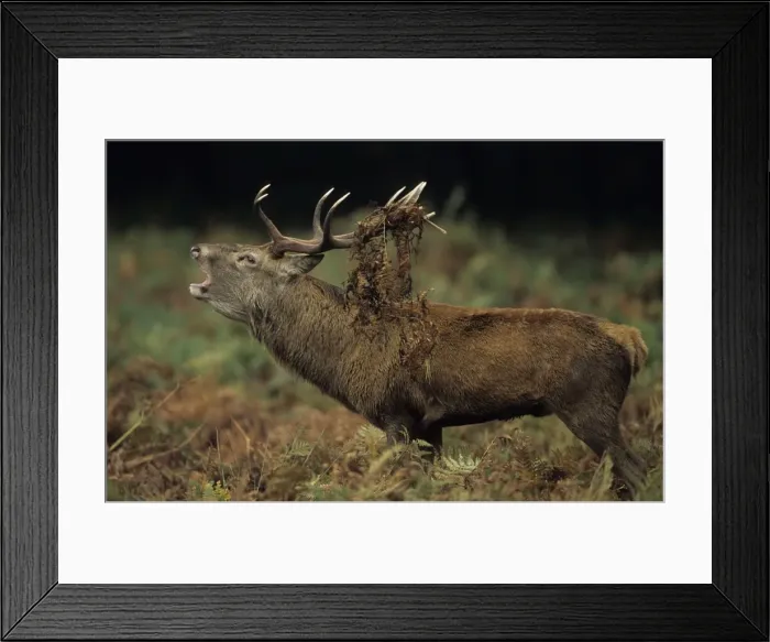 Framed Print : Red Deer - Stag rutting with bracken on antlers, UK Framed Print : Red Deer - Stag rutting with bracken on antlers, UK