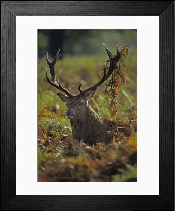 Framed Print : Red Deer - Stag rutting with bracken on antlers Framed Print : Red Deer - Stag rutting with bracken on antlers
