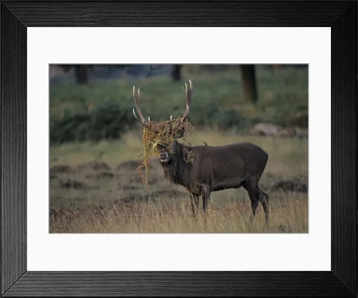 Framed Print : Red Deer - Stag rutting with bracken on antlers, UK Framed Print : Red Deer - Stag rutting with bracken on antlers, UK