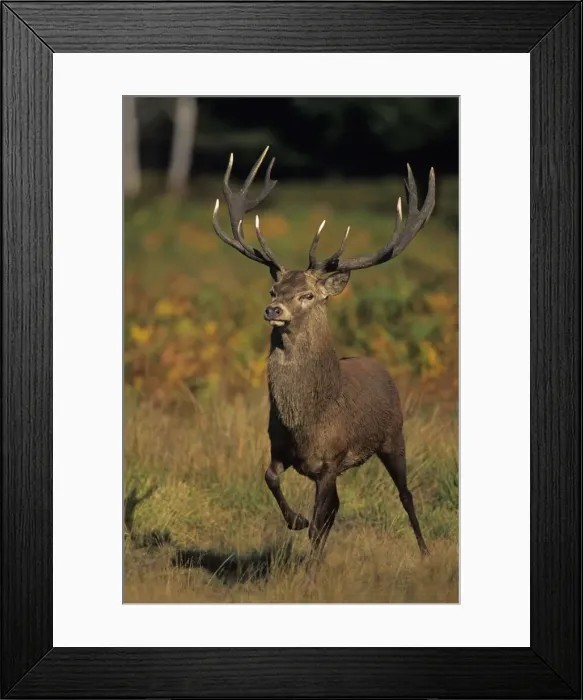 Framed Print : Red Deer - Stag walking, UK Framed Print : Red Deer - Stag walking, UK
