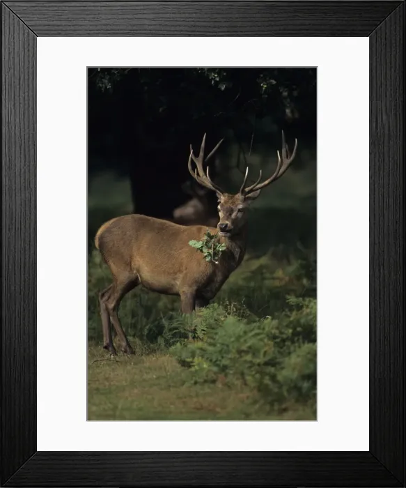 Framed Print : Red Deer - Stag with leaves in mouth, UK Framed Print : Red Deer - Stag with leaves in mouth, UK