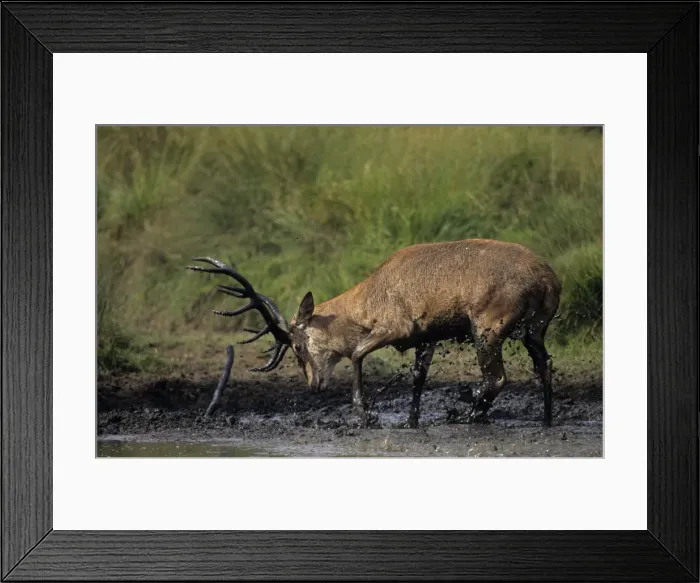 Framed Print : Red Deer - Stag in muddy puddle, UK Framed Print : Red Deer - Stag in muddy puddle, UK