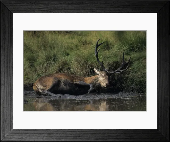 Framed Print : Red Deer - Stag in muddy puddle, UK Framed Print : Red Deer - Stag in muddy puddle, UK