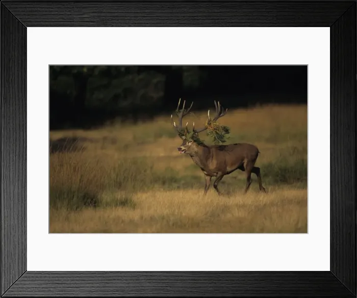 Framed Print : Red Deer - Stag rutting with bracken on antlers, UK Framed Print : Red Deer - Stag rutting with bracken on antlers, UK