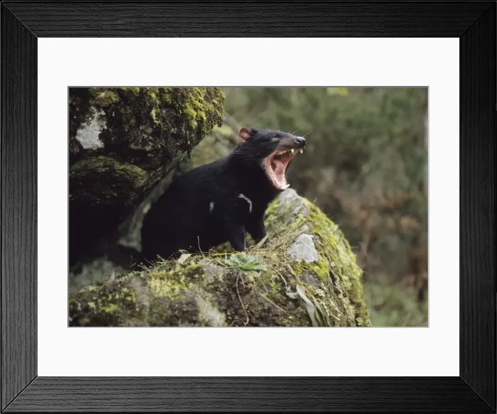 Framed Print : Tasmanian Devil - With mouth wide open. Tasmania - Australia - Marsupial - Found throughout Tasmania except in areas where cover has been extensively cleared - Nocturnal and terrestrial - Diet consists of a wide variety of invertebrates Framed Print : Tasmanian Devil - With mouth wide open. Tasmania - Australia - Marsupial - Found throughout Tasmania except in areas where cover has been extensively cleared - Nocturnal and terrestrial - Diet consists of a wide variety of invertebrates