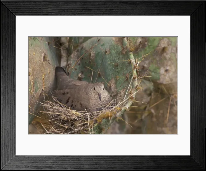 Framed Print : Common Ground Dove - On nest in prickly pear cactus - Texas, USA - Found along Gulf coast and Mexico Framed Print : Common Ground Dove - On nest in prickly pear cactus - Texas, USA - Found along Gulf coast and Mexico