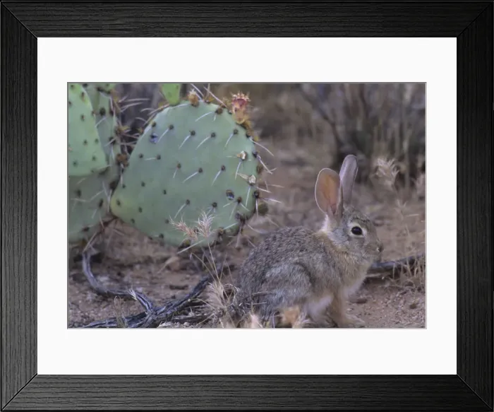 Framed Print : Desert Cottontail, Sonoran desert, Arizona, USA Framed Print : Desert Cottontail, Sonoran desert, Arizona, USA