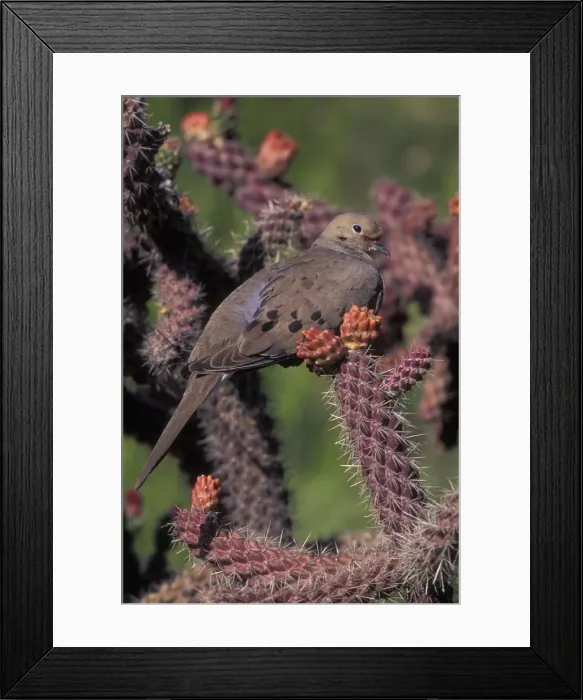 Framed Print : Mourning Dove - On prickly pear cactus - The common wild dove in North America - Eats seed, waste grain, fruits & insects Framed Print : Mourning Dove - On prickly pear cactus - The common wild dove in North America - Eats seed, waste grain, fruits & insects
