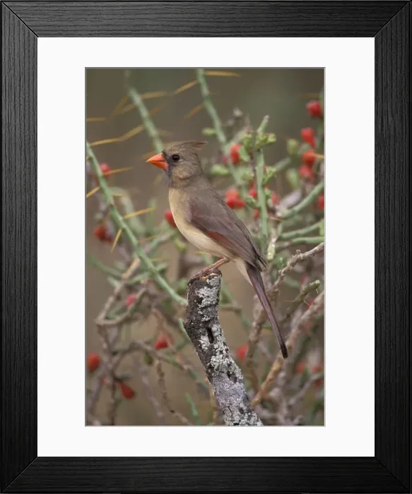 Framed Print : Northern Cardinal - Arizona, USA - Female - Range is southern Quebec to Gulf states-southwest U. S. and Mexico to Belize - Habitat is woodland edges-thickets-suburban gardens and towns - Eats seeds-insects and small fruits Framed Print : Northern Cardinal - Arizona, USA - Female - Range is southern Quebec to Gulf states-southwest U. S. and Mexico to Belize - Habitat is woodland edges-thickets-suburban gardens and towns - Eats seeds-insects and small fruits