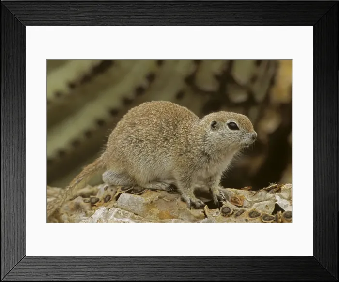 Framed Print : Roundtail Ground Squirrel - Arizona, USA - Found in parts of Nevada-California and Arizona extending down into NW Mexico - Lives in low desert-mesquite-creosote bush and cactus - Above ground most of the year - Feeds on seeds and probably insects Framed Print : Roundtail Ground Squirrel - Arizona, USA - Found in parts of Nevada-California and Arizona extending down into NW Mexico - Lives in low desert-mesquite-creosote bush and cactus - Above ground most of the year - Feeds on seeds and probably insects