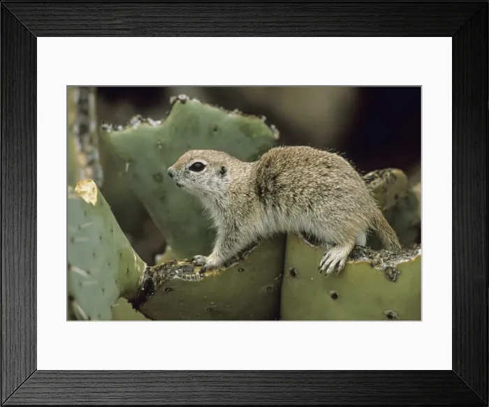 Framed Print : Roundtail Ground Squirrel - Arizona, USA - Found in parts of Nevada-California and Arizona extending down into NW Mexico - Lives in low desert-mesquite-creosote bush and cactus - Above ground most of the year Framed Print : Roundtail Ground Squirrel - Arizona, USA - Found in parts of Nevada-California and Arizona extending down into NW Mexico - Lives in low desert-mesquite-creosote bush and cactus - Above ground most of the year